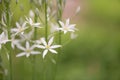 Milk star Ornithogalum ponticum Sochi, flowers